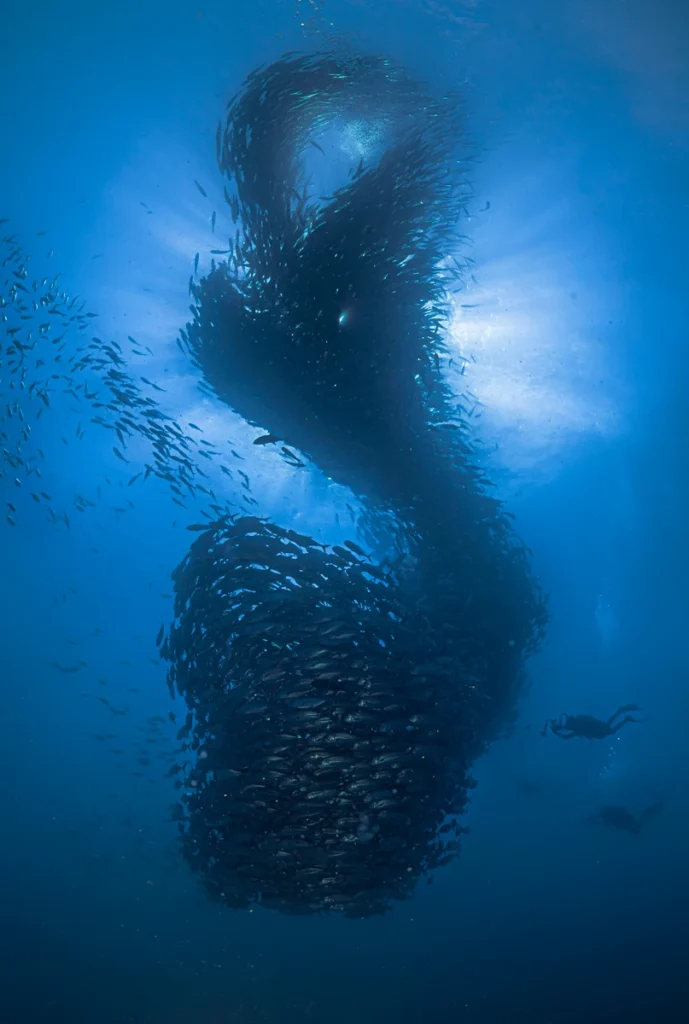 Fotografía submarina original de formación de Jureles en la reserva natural de cabo pulmo captada durante buceo