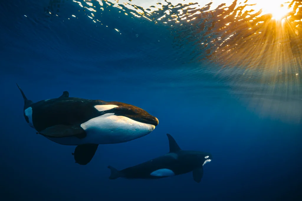 Interacción natural durante safari marino con Orcas en Baja California Mexico