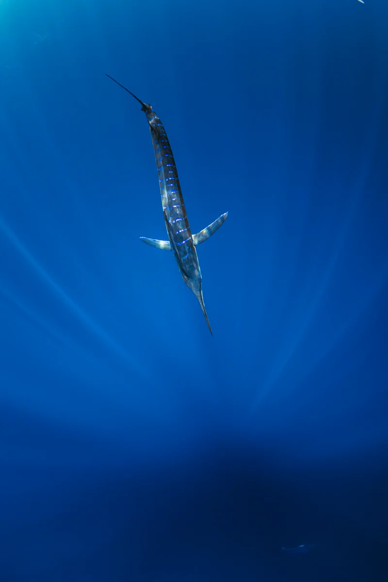 Hermoso Pez Marlin con el reflejo de la luz del sol con sus colores violetas y azules resaltados por la luz natural